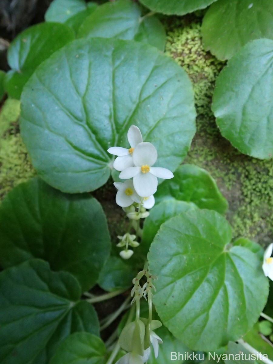 Begonia tenera Dryand.